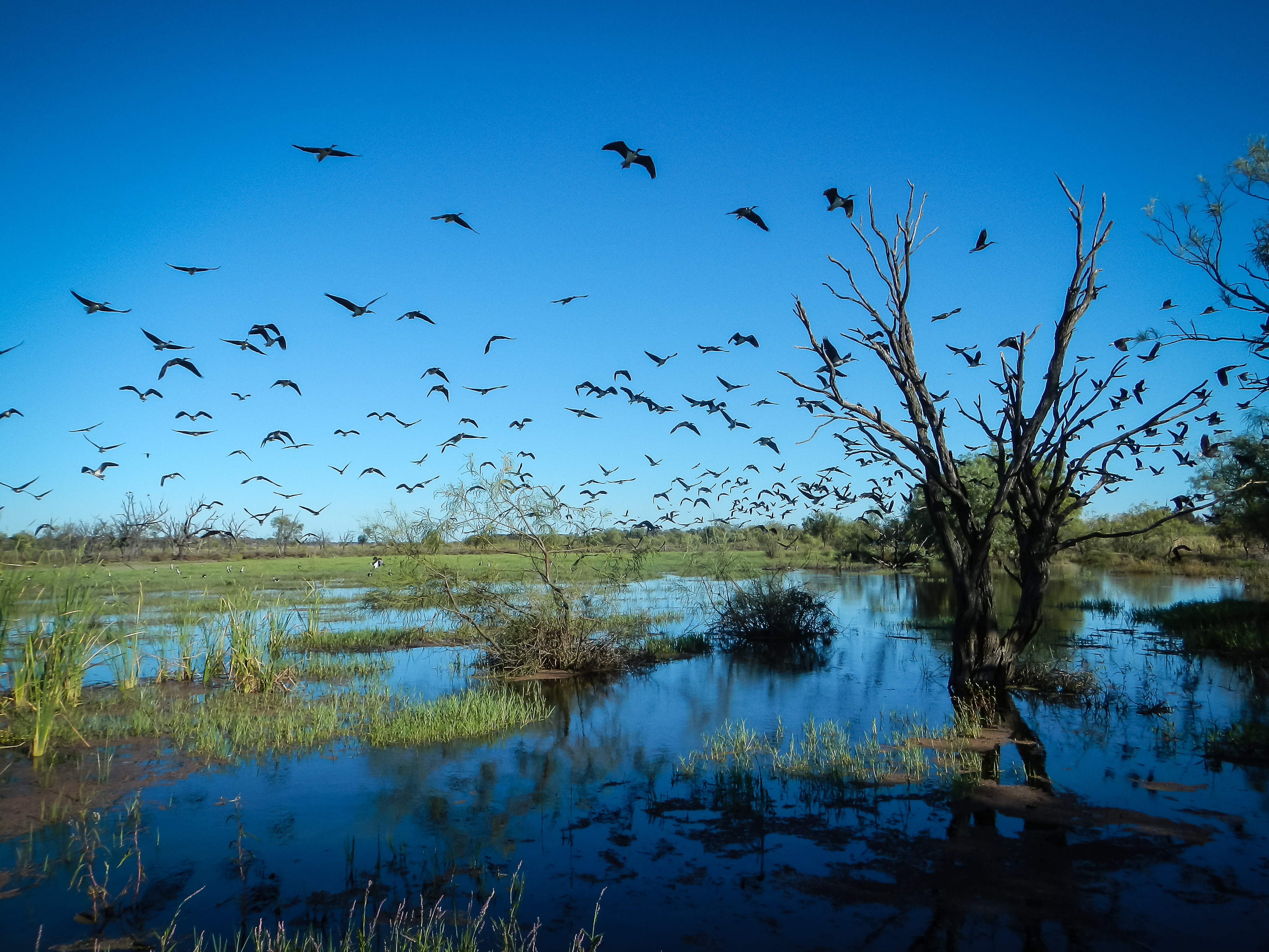 high-ecological-value-waterways-and-water-dependent-ecosystems-greater-sydney-region-lgas