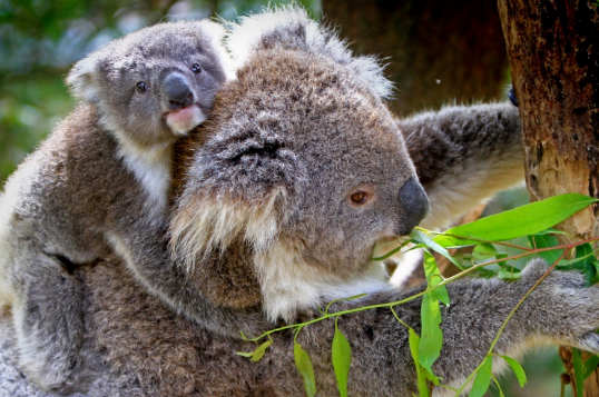 nsw-koala-research-plan